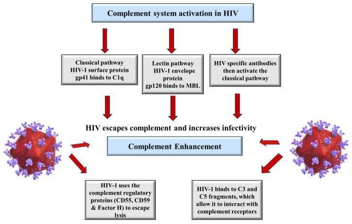 A pathophysiology flow diagram illustrating the mechanisms of complement system activation and evasion by the Human Immunodeficiency Virus (HIV). The top level depicts three primary activation pathways: the Classical pathway (initiated by HIV-1 surface protein gp41 binding to C1q), the Lectin pathway (HIV-1 envelope protein gp120 binding to Mannose-Binding Lectin/MBL), and an antibody-mediated pathway where HIV-specific antibodies trigger the classical cascade. Central to the diagram is the process of evasion, where HIV escapes complement-mediated lysis and increases infectivity. This is achieved through two main mechanisms: the recruitment of host complement regulatory proteins (CD55, CD59, and Factor H) to inhibit membrane attack complex formation, and the binding of the virus to C3 and C5 fragments to facilitate interaction with complement receptors. These processes converge on 'Complement Enhancement,' visually represented as promoting the survival and opsonization of HIV virions. This diagram serves as a medical educational resource for understanding viral immune evasion strategies and the dual role of the complement system in HIV pathogenesis.