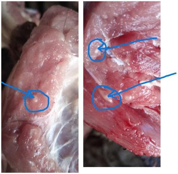 This clinical photograph shows a gross specimen of raw pork muscle tissue infested with Taenia solium metacestodes, a condition known as porcine cysticercosis. The image displays the pinkish-red, fibrous texture of skeletal muscle containing multiple embedded, small, white to translucent, oval-shaped structures, commonly referred to as 'bladder worms' or cysticercus cellulosae. Blue circles and arrows highlight specific cysts, which are typically 5 to 10 mm in length and represent the intermediate larval stage of the human tapeworm T. solium. This image is medically significant in the context of zoonotic disease transmission and public health, illustrating the physical manifestations of cysticercosis that meat inspectors identify to prevent the human consumption of infected meat, which can lead to taeniasis or the more severe neurocysticercosis if eggs are ingested. The presentation is a classic example used in parasitology and food safety education to demonstrate parasitic contamination in livestock.