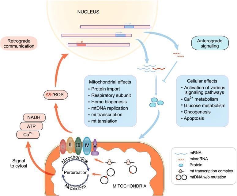 This pathophysiology diagram illustrates the bidirectional communication pathways between the mitochondria and the nucleus, known as anterograde and retrograde signaling. The mitochondria are depicted with their inner membrane housing the electron transport chain (complexes I-V) and internal circular mtDNA (with and without mutations) and transcription complexes. Retrograde communication is shown via red arrows, initiated by 'Metabolism Perturbation' and the release of 'Signal to Cytosol' molecules including NADH, ATP, Ca2+, and ΔΨ/ROS, which travel to the nucleus to influence gene expression. Anterograde signaling is represented by blue arrows, where nuclear gene products (mRNA, microRNA, and proteins) travel to the mitochondria or general cytosol. The diagram lists 'Mitochondrial effects' such as protein import, respiratory subunit regulation, and mtDNA replication, alongside 'Cellular effects' including metabolism modulation, oncogenesis, and apoptosis. This visual summary captures how mitochondrial dysfunction and oxidative stress trigger nuclear responses to maintain cellular homeostasis or drive pathological processes.