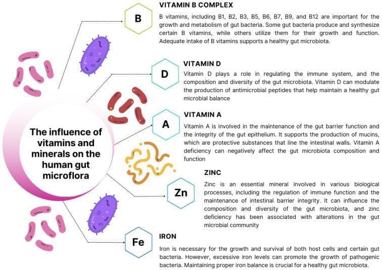 Educational infographic titled 'The influence of vitamins and minerals on the human gut microflora,' illustrating the physiological roles of specific micronutrients in gastrointestinal health. The diagram features a central hub connected to five key nutrients: Vitamin B complex, Vitamin D, Vitamin A, Zinc (Zn), and Iron (Fe). Each micronutrient is associated with distinct stylized representations of gut bacteria: Vitamin B is linked to purple oval-shaped bacteria, Vitamin D to reddish-brown rod-shaped bacilli, and Vitamin A to yellow-orange curvy, filamentous structures. Zinc is depicted by small yellow dots, and Iron is associated with pinkish rod-shaped microorganisms. Accompanying text descriptions detail how Vitamin B complex supports bacterial growth and metabolism; Vitamin D regulates immune function and antimicrobial peptide production; Vitamin A maintains gut barrier integrity and epithelial health; Zinc influences microbial diversity and immune regulation; and Iron balance is critical for the survival of beneficial bacteria while preventing the overgrowth of pathogenic species. The infographic serves as a summary of micronutrient-microbiome interactions and their clinical relevance to human homeostasis.