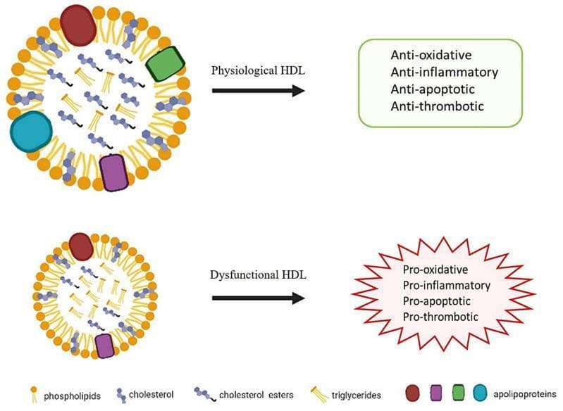 This pathophysiology diagram compares the structural and functional properties of Physiological HDL (High-Density Lipoprotein) versus Dysfunctional HDL. The visual depicts HDL as spherical lipoprotein particles composed of an outer phospholipid monolayer (orange) embedded with free cholesterol and various apolipoproteins (represented by red, purple, green, and teal shapes). The hydrophobic core contains cholesterol esters (blue) and triglycerides (yellow). The top section illustrates Physiological HDL, characterized by a robust complement of apolipoproteins and organized lipid content, leading to anti-oxidative, anti-inflammatory, anti-apoptotic, and anti-thrombotic properties. The bottom section illustrates Dysfunctional HDL, which visually shows a smaller particle size, a relative loss of specific apolipoproteins (green and teal components), and altered internal lipid distribution. These structural modifications result in a functional shift toward pro-oxidative, pro-inflammatory, pro-apoptotic, and pro-thrombotic states. This diagram serves as a medical educational resource for understanding the loss of atheroprotective functions in HDL under pathological conditions like metabolic syndrome or chronic inflammation.
