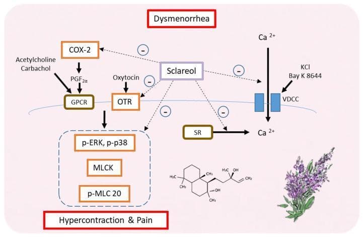 This pathophysiology diagram illustrates the molecular signaling pathways involved in primary dysmenorrhea and the inhibitory mechanism of sclareol. The flow shows how stimuli such as acetylcholine, carbachol, and prostaglandins (PGF2̡) activate G protein-coupled receptors (GPCR), while oxytocin activates oxytocin receptors (OTR). These pathways converge to increase protein expression and phosphorylation of p-ERK, p-p38, myosin light chain kinase (MLCK), and p-MLC20, leading to uterine hypercontraction and pain. Additionally, the diagram depicts calcium (Ca²⁺) influx through voltage-dependent calcium channels (VDCC) stimulated by KCl or Bay K 8644, and internal Ca²⁺ release from the sarcoplasmic reticulum (SR). Sclareol is shown as a central inhibitory agent (indicated by minus symbols) that downregulates COX-2, OTR, p-ERK/p-p38/MLCK signaling, and restricts Ca²⁺ availability. The visual includes the chemical structure of sclareol and a Salvia sclarea plant illustration, highlighting its potential therapeutic role in reducing inflammation and muscle hypercontractility associated with menstrual pain.