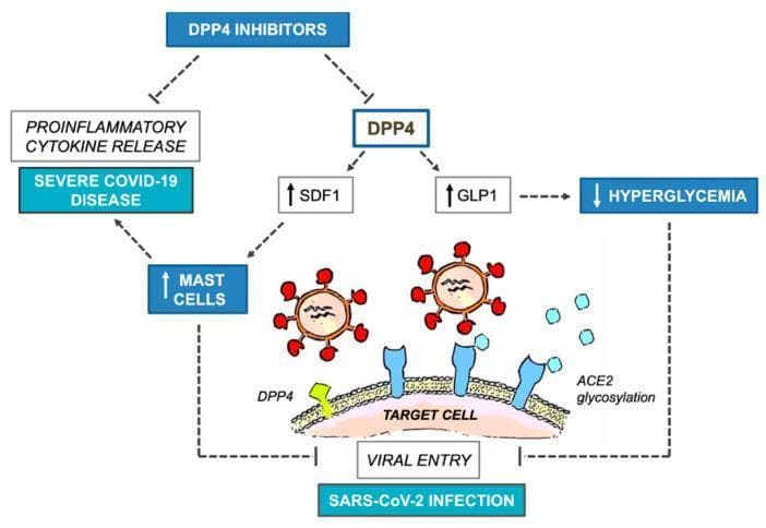 This pathophysiology diagram illustrates the complex relationship between DPP4 inhibitors, glycemic control, and SARS-CoV-2 infection outcomes. The central mechanism depicts SARS-CoV-2 virions utilizing two cell-surface pathways for 'Viral Entry' into a 'Target Cell': the DPP4 protease (green) and ACE2 glycosylation sites (blue). The diagram outlines the systemic effects of DPP4 inhibition through two primary branches. First, the inhibition of DPP4 leads to increased Glucagon-like Peptide 1 (GLP1), which reduces hyperglycemia, potentially mitigating SARS-CoV-2 infection. Second, DPP4 inhibition increases Stromal Derived Factor 1 (SDF1), which elevates mast cell levels. This increase in mast cells presents a dual clinical implication: it may inhibit viral entry but simultaneously promote proinflammatory cytokine release, contributing to 'Severe COVID-19 Disease.' The chart effectively summarizes the therapeutic paradox where glycemic benefits and viral entry inhibition must be weighed against the risk of exacerbated inflammatory responses in COVID-19 management.
