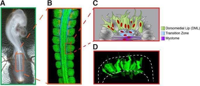This composite image illustrates the experimental design and visual results of a developmental biology study using chick embryos to analyze somite differentiation. (A) Gross photograph of a chick embryo at HH stage 15–16, highlighting the newly formed somites targeted for electroporation. (B) Immunofluorescence microscopy of the somite region. PAX7 (green) labels the dermomyotome, HNK1 (blue) marks the neural crest, and MYF5 (red) indicates myotome formation. (C) An anatomical diagram providing a cross-sectional view of a single somite, categorizing the dorsomedial lip (DML, green), transition zone (blue), and nascent primary myotome (purple). (D) A diagnostic confocal microscopy image showing a maximum intensity projection of a somite 6 hours post-electroporation with Green Fluorescent Protein (GFP). The image reveals clustered, elongated green signals within a dashed white boundary, indicating successful mosaic expression of the construct in the target somitic cells. This visual set demonstrates the early stages of skeletal muscle progenitor formation and the spatial relationship between neural crest migration and myogenesis.