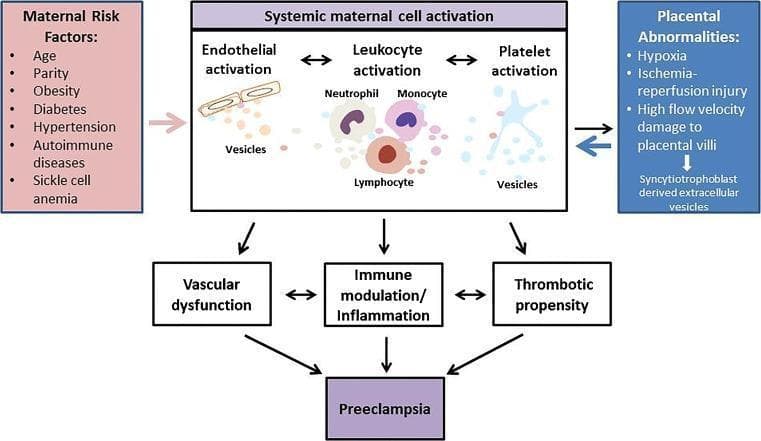 A pathophysiology diagram illustrating the integrated role of extracellular vesicles (EVs) in the pathogenesis of preeclampsia. The flowchart identifies two primary triggers: 'Maternal Risk Factors' (including age, obesity, diabetes, and hypertension) and 'Placental Abnormalities' (such as hypoxia, ischemia-reperfusion injury, and syncytiotrophoblast-derived EV release). These triggers lead to 'Systemic maternal cell activation,' which is depicted as a central mechanism involving three main pathways: 1) Endothelial activation, 2) Leukocyte activation (neutrophils, monocytes, and lymphocytes), and 3) Platelet activation. Each cell type is shown releasing vesicles that mediate cross-talk between systems. The diagram shows how these cellular activations result in three downstream clinical consequences: vascular dysfunction, immune modulation/inflammation, and increased thrombotic propensity. These pathological processes collectively culminate in the clinical manifestation of Preeclampsia. This diagram serves as an educational summary of how maternal-placental interactions through EVs drive systemic inflammation and vascular damage in pregnancy-induced hypertension disorders.