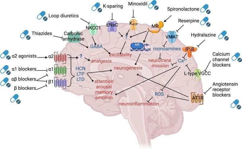 This pathophysiology diagram illustrates the main mechanisms of action for anti-hypertensive drugs within the brain. Set against a sagittal cross-section of the human brain, the illustration maps various pharmacological classes to their molecular targets and downstream physiological effects. Major drug classes identified include alpha-2 agonists, alpha-1 blockers, alpha-beta blockers, and beta blockers acting on adrenergic receptors; diuretics such as thiazides and loop diuretics targeting carbonic anhydrase and NKCC1; and calcium channel blockers (CCBs) acting on L-type voltage-gated calcium channels (VGCC). The diagram also features K-sparing diuretics, spironolactone, minoxidil, and angiotensin receptor blockers (ARBs) targeting AT1R. Key downstream mechanisms include modulation of neurotransmission, neurogenesis, neuroinflammation, and excitability. Specific pathways shown include the inhibition of Reactive Oxygen Species (ROS) by AT1R blockers and CCBs, and the influence of various agents on cognitive domains like memory, emotion, arousal, and attention. The schematic uses standard BioRender iconography to distinguish between stimulatory (sharp arrows) and inhibitory (flat-headed arrows) interactions, highlighting the complex neurobiological impact of systemic anti-hypertensives on central nervous system function.