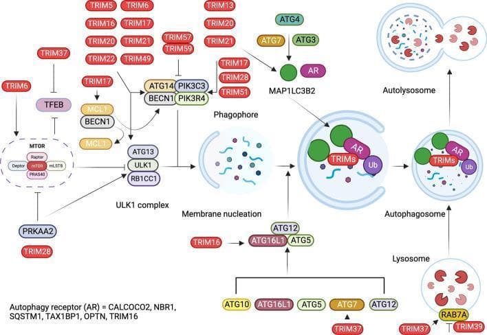 This pathophysiology diagram illustrates the multi-step process of autophagy and its regulation by Tripartite Motif-containing (TRIM) proteins. The pathway is divided into several morphological stages: initiation, membrane nucleation, phagophore formation, autophagosome maturation, and lysosomal fusion. Key regulatory nodes include the MTOR complex (Deptor, Raptor, mLST8, PRAS40) and the ULK1 complex (ATG13, RB1CC1), which trigger membrane nucleation. TRIM proteins are shown as primary modulators at every stage: TRIM6 and TRIM28 inhibit MTOR; TRIM37 regulates TFEB; and various TRIMs (e.g., TRIM5, 16, 17, 21) influence the BECN1-PIK3C3-PIK3R4 nucleation complex. The diagram depicts the phagophore engulfing cellular cargo including Ubiquitin (Ub) and Autophagy Receptors (AR), then maturing into a double-membraned autophagosome. Specific components like MAP1LC3B2 and the ATG12-ATG5-ATG16L1 complex are shown facilitating membrane expansion. Finally, the autophagosome fuses with a lysosome (mediated by RAB7A and TRIM39) to form an autolysosome for cargo degradation. This visual serves as a comprehensive educational map of molecular signaling in cellular homeostasis.