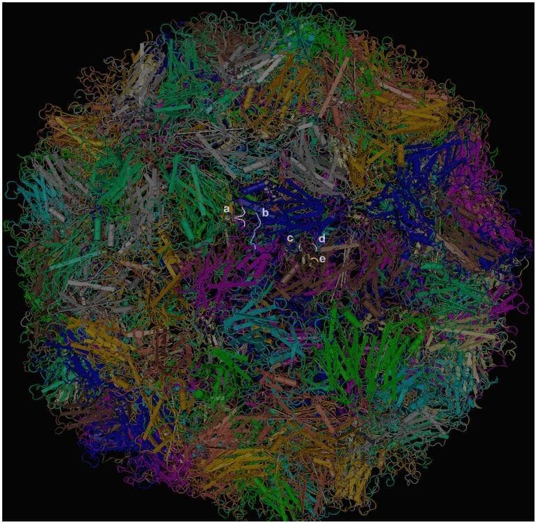 This diagnostic diagram presents the 3D crystal structure of the Enterovirus 71 (EV71) C4 whole virus particle, visualized using molecular modeling software. The image depicts a spherical viral capsid composed of intricately arranged protein subunits represented by a dense network of multicolored ribbons and cylinders, signifying different viral capsid proteins (VP1, VP2, and VP3). Key epitopes and mutation sites are mapped onto the virion surface using a color-coding system indicated by lowercase labels (a–e). Label 'a' (grey) identifies the neutralizing epitope of monoclonal antibody (mAb) 51 on VP1. Label 'b' (blue) marks the epitope of mAb 7C7 on VP2. Labels 'c' (purple), 'd' (pink), and 'e' (yellow) represent critical escape mutation sites (62A, 67E, and 59P respectively) on the VP3 protein 'knob' region associated with mAb 10D3. This visualization serves as an educational tool for understanding viral structural biology, antigenic site localization, and the molecular mechanisms of viral escape from antibody neutralization in Hand, Foot, and Mouth Disease (HFMD).
