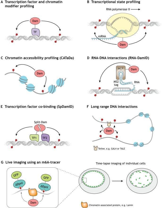 This molecular biology diagram illustrates the versatility of DNA adenine methyltransferase identification (DamID) technology in genomic research. The figure is organized into seven panels (A-G), depicting various schematic molecular interactions and live imaging applications. (A) Transcription factor (TF) and chromatin modifier profiling via Dam-TF fusion. (B) Transcriptional state profiling through Dam-RNA polymerase II fusion. (C) Chromatin accessibility profiling (CATaDa) using untethered Dam to mark open DNA. (D) RNA-DNA interaction profiling (RNA-DamID) utilizing an MCP-Dam fusion protein that targets MS2-tagged RNA. (E) Split-DamID for identifying transcription factor co-binding, where functional methylase is reconstituted upon TF1 and TF2 proximity. (F) Assessment of long-range DNA interactions and chromatin looping by tethering Dam to specific loci (e.g., using GAL4 or TALE). (G) Live-cell imaging using an m6A-tracer, where GFP-fused DpnI recognizes methylated GATC sites, allowing for time-lapse visualization of chromatin-associated proteins like lamin within the nucleus. The diagram highlights foundational epigenetics and transcriptomics research tools.