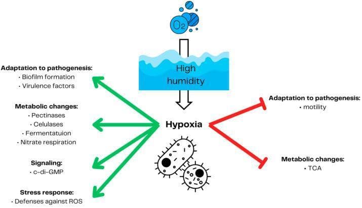 A pathophysiology diagram illustrating the adaptive responses of Soft rot Pectobacteriaceae (SRP) to environmental hypoxia. The flowchart shows that high humidity leads to hypoxia (low oxygen), which triggers divergent physiological pathways in the bacteria. Green arrows indicate induction of specific functions, including: 1) Adaptation to pathogenesis (biofilm formation and virulence factors), 2) Metabolic changes (production of pectinases and cellulases, fermentation, and nitrate respiration), 3) Signaling (increased c-di-GMP), and 4) Stress response (defenses against reactive oxygen species - ROS). Conversely, red inhibitory arrows indicate the suppression of bacterial motility and the TCA cycle. The diagram captures how oxygen-deprived environments modulate bacterial gene expression and metabolism to favor pathogenicity over aerobic growth, relevant to understanding the development of soft rot disease in crops and the basic microbiology of environmental pathogens.
