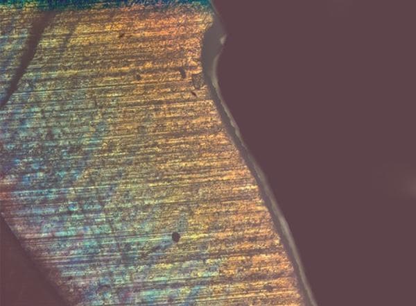 This diagnostic image is a polarized light microscopy micrograph of a 200 µm thick longitudinal tooth section, specifically a permanent premolar used in a remineralization study. The image demonstrates the birefringence of dental hard tissues, likely enamel or superficial dentin, showing a characteristic striated texture with parallel linear features that correspond to the orientation of enamel prisms or dentin tubules. The section exhibits vibrant color variations ranging from blues and greens to yellows and oranges, reflecting differences in mineral density and crystalline structural organization. A distinct surface lesion is visible, where the outer border shows a bright, thin refractive band indicating a change in mineral composition at the interface with the surrounding environment. The image is used to assess lesion depth and the efficacy of SHY-NM remineralizing agents in treating demineralized dental tissue. It highlights the transition between sound and remineralized tissue, providing clinical insight into dental histology and preventive dentistry.