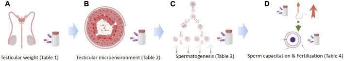 A multi-panel medical infographic illustrating the sequential stages of male reproductive function and the pharmacological impact of small molecule medications. The diagram is divided into four annotated sections linked by arrows: (A) Testicular weight, featuring a schematic of the male reproductive tract including the testes and vas deferens; (B) Testicular microenvironment, showing a cross-sectional view of a seminiferous tubule with various germ cell layers and a central lumen containing spermatozoa; (C) Spermatogenesis, a branching lineage diagram depicting the differentiation from spermatogonia through meiosis to mature spermatozoa; and (D) Sperm capacitation & Fertilization, illustrating sperm cell activation and interaction with an oocyte (egg). Each section includes an icon of a medication bottle and pills, symbolizing the points at which clinical drugs (e.g., SSRIs, antihypertensives, analgesics) can exert positive or negative effects. Panel D specifically includes a red upward arrow, signifying enhanced sperm motility or activity. This educational graphic serves as a summary of drug-induced changes in male fertility, from organ morphology to gamete function.
