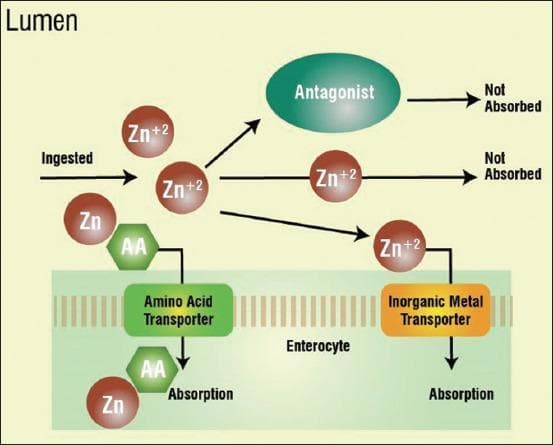 A pathophysiology diagram illustrating the mineral absorption mechanisms within the intestinal lumen and enterocyte, specifically focusing on zinc (Zn/Zn+2). The diagram delineates three primary pathways for ingested minerals. 1) Organic absorption: Zinc (Zn) complexed with amino acids (AA) utilizes a specific Amino Acid Transporter on the enterocyte membrane, leading to successful absorption. 2) Inorganic absorption: Free ionic zinc (Zn+2) utilizes a dedicated Inorganic Metal Transporter to enter the enterocyte. 3) Non-absorption: Ionic zinc (Zn+2) that remains free or interacts with dietary antagonists (e.g., phytates or oxalates, labeled as 'Antagonist') fails to be transported, resulting in a 'Not Absorbed' outcome. The visual contrasts the efficiency of chelated organic minerals versus inorganic forms and highlights the role of competitive inhibition by antagonists. Key anatomical landmarks include the lumen and the apical membrane of the enterocyte. This illustration serves educational purposes in gastroenterology and clinical nutrition regarding bioavailability and trace element metabolism.
