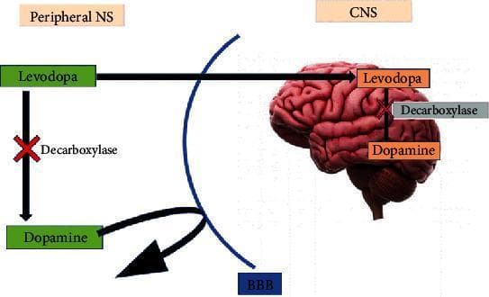 This pathophysiology diagram illustrates the pharmacological pathway of levodopa (L-DOPA) from the peripheral nervous system (PNS) to the central nervous system (CNS), focusing on its interaction with the blood-brain barrier (BBB). The diagram is divided into two sections: the 'Peripheral NS' on the left and the 'CNS' on the right, separated by a blue arc representing the BBB. In the PNS, a red 'X' indicates the inhibition of the enzyme decarboxylase, which prevents the peripheral conversion of levodopa into dopamine; a curved black arrow shows that dopamine itself cannot cross the BBB. Levodopa, however, is shown crossing the BBB into the brain (depicted as a 3D anatomical model). Inside the CNS, levodopa is successfully converted into dopamine. The diagram highlights the clinical strategy of preventing premature peripheral metabolism of levodopa to ensure it reaches the brain, where it can be converted to the active neurotransmitter dopamine for the treatment of conditions like Parkinson's disease. The context suggests that certain substances, like coffee, may influence this decarboxylase inhibition process.