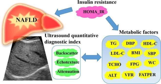 This medical infographic illustrates the pathophysiology and diagnostic interrelationships of non-alcoholic fatty liver disease (NAFLD) and metabolic syndrome. The diagram is organized into four primary domains: clinical pathology, metabolic indicators, insulin resistance, and diagnostic imaging. At the top, a pink cloud representing insulin resistance (labeled HOMA_IR) connects via directional arrows to NAFLD (depicted as a stylized liver illustration) and to a blue panel of 'Metabolic factors'. These factors include clinical and laboratory parameters such as BMI, waist circumference (WC), blood pressure (SBP/DBP), lipid profiles (TG, HDL-C, LDL-C, TCHO), glycemic markers (FPG), and liver enzymes (ALT). The lower-left portion features a diagnostic B-mode ultrasound image of the liver showing a granular echotexture characteristic of hepatic steatosis. This imaging modality is linked to an 'Ultrasound quantitative diagnostic index' (QDI), which focuses on three key acoustic parameters: Backscatter, Echotexture, and Attenuation. A bidirectional arrow between the QDI parameters and the metabolic factors highlights the correlation between quantitative imaging biomarkers and the patient's systemic metabolic state, emphasizing the role of ultrasound in grading NAFLD severity and monitoring metabolic disarrangement.