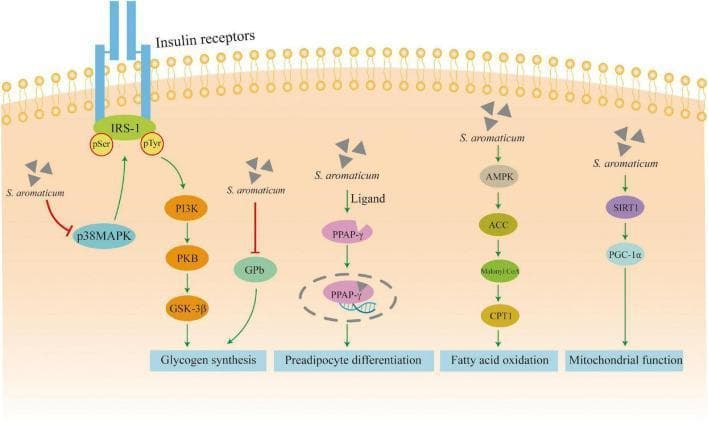 This pathophysiology diagram illustrates the metabolic signaling pathways influenced by Syzygium aromaticum (clove) in the context of hypoglycemic activity and type 2 diabetes management. The diagram depicts five primary intracellular cascades: 1) Insulin signaling: S. aromaticum inhibits p38MAPK (reducing IRS-1 pSer) and promotes IRS-1 pTyr, activating the PI3K/PKB/GSK-3β pathway to increase glycogen synthesis. 2) Glycogenolysis inhibition: Direct inhibition of glycogen phosphorylase b (GPb). 3) Adipogenesis: S. aromaticum acts as a ligand for PPAR-̳, translocating it to the nucleus to regulate preadipocyte differentiation. 4) Lipid metabolism: Activation of the AMPK/ACC pathway leads to Malonyl CoA production and CPT1 activation, promoting fatty acid oxidation. 5) Mitochondrial biogenesis: Activation of the SIRT1/PGC-1̱ pathway to enhance mitochondrial function. The visual uses standard signaling conventions, including green arrows for activation and red T-bars for inhibition, to describe pharmacological mechanisms at the molecular level.