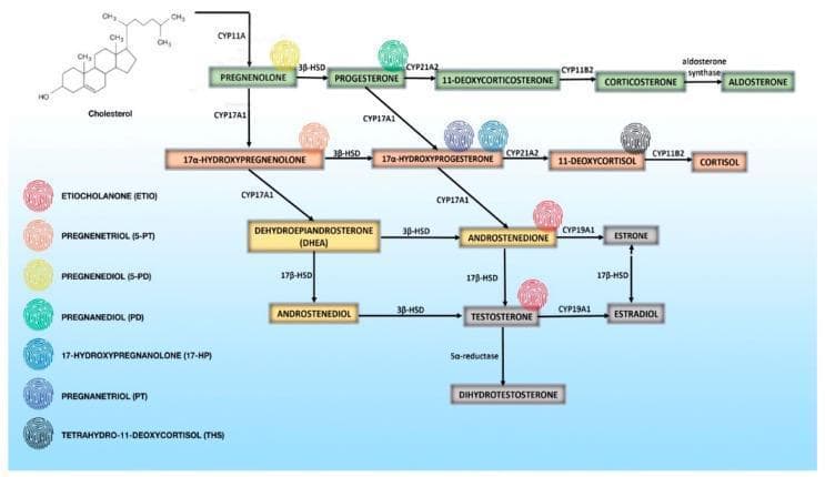 This pathophysiology diagram illustrates the human steroidogenesis signaling pathway, detailing the enzymatic conversion of cholesterol into mineralocorticoids, glucocorticoids, and sex steroids. The flowchart begins with cholesterol at the top left, progressing through key precursors and nodes. Three primary horizontal branches represent the mineralocorticoid pathway (top, green), leading to Aldosterone; the glucocorticoid pathway (middle, orange), leading to Cortisol; and the androgen/estrogen pathways (bottom, yellow/gray), leading to Testosterone, Dihydrotestosterone, and Estradiol. Key steroidogenic enzymes labeled include CYP11A, 3β-HSD, CYP17A1, CYP21A2, CYP11B2, 17β-HSD, and CYP19A1. A unique feature of this diagram is the inclusion of a 'malignant steroid fingerprint' relevant to adrenocortical carcinoma (ACC). A legend on the left lists seven urinary metabolites (ETIO, 5-PT, 5-PD, PD, 17-HP, PT, and THS), each assigned a color-coded fingerprint icon. These icons are placed adjacent to their respective precursor molecules within the main metabolic pathways to highlight aberrant steroidogenesis patterns characteristic of adrenal malignancy. This resource is intended for advanced medical education in endocrinology and oncology to aid in the diagnostic differentiation of adrenal tumors.
