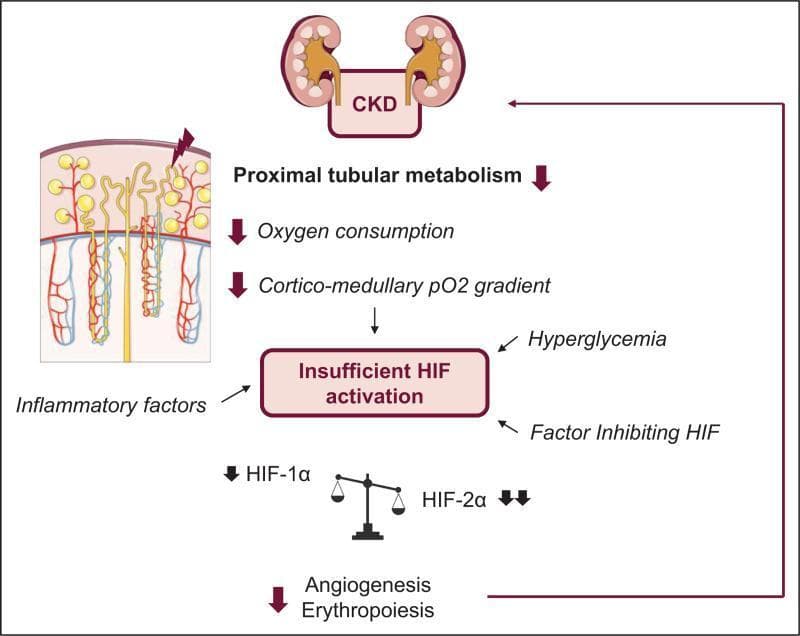 A pathophysiology diagram illustrating the proposed mechanism for insufficient Hypoxia-Inducible Factor (HIF) activation in the context of Chronic Kidney Disease (CKD). At the top, a graphic depicts bilateral kidneys labeled 'CKD'. Below this, a vertical pathway demonstrates how altered renal physiology—specifically decreased proximal tubular metabolism, reduced oxygen consumption, and a diminished cortico-medullary pO2 gradient—leads to the central node of 'Insufficient HIF activation'. This central node is further influenced by external contributors including inflammatory factors (represented by an anatomical nephron cross-section), hyperglycemia, and the presence of 'Factor Inhibiting HIF' (FIH). Beneath the central activation node, a balance scale compares HIF-1α and HIF-2α levels, showing a relative decrease in both subunits, with HIF-2α notably more reduced. The pathway terminates at the bottom, indicating that suppressed HIF signaling results in downregulated angiogenesis and erythropoiesis, contributing to the clinical progression of renal disease.