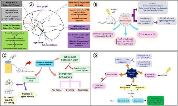 Educational medical infographic illustrating the dopamine hypothesis and neurodevelopmental models of schizophrenia. Panel A (Anatomical Diagram) maps the four major dopaminergic pathways: Mesocortical (linked to negative symptoms), Mesolimbic (excessive D2 activation linked to positive symptoms), Nigrostriatal (motor symptoms via the extrapyramidal system), and Tuberoinfundibular (prolactin dysregulation). Panel B (Flowchart) details the Neonatal Ventral Hippocampal Lesion (NVHL) rodent model using ibotenic acid, showing neurochemical outcomes like decreased NAA and GAD67, and behavioral deficits such as impaired prepulse inhibition (PPI). Panel C (Pathophysiology Diagram) correlates mesolimbic alterations with stereotyped behaviors including paw-licking and grooming. Panel D (Concept Map) illustrates the 'Prenatal Stress' model, highlighting epigenetic changes (increased DNMT1, TET1), downregulation of BDNF, and glucocorticoid-mediated inhibition of neuronal plasticity. The visual utilizes a mix of anatomical mapping and logical flowcharts to explain how neurotransmitter dysregulation, structural brain changes, and prenatal environmental stressors contribute to the complex clinical manifestations of schizophrenia.