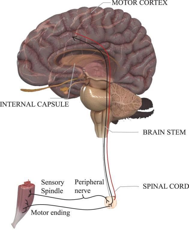An anatomical diagram illustrating the descending motor pathways from the brain to the skeletal muscle. The visual highlights the relationship between the central and peripheral nervous systems. Key structures labeled include the motor cortex (the origin of voluntary movement), the internal capsule, the brainstem, and the spinal cord. Two distinct neural tracts are color-coded: a red pathway representing the pyramidal tract for voluntary muscle control, and a black pathway representing involuntary or extrapyramidal motor systems. These pathways descend through the brainstem into the spinal cord, where they synapse with a peripheral nerve. The diagram further details the innervation of a muscle fiber, showing the motor ending (neuromuscular junction) and a sensory spindle, illustrating the feedback loop between muscle tension and the spinal cord. This infographic is designed to teach the neuroanatomical distinction between voluntary and involuntary motor control and the physical sequence of nerve conduction.