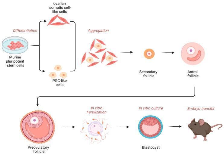 This medical diagram illustrates the experimental process for the in vitro production of functional oocytes and subsequent offspring using a murine pluripotent stem cell model. The pathway begins with the differentiation of murine pluripotent stem cells in a culture dish into two distinct lineages: spindle-shaped 'ovarian somatic cell-like cells' and rounded 'PGC-like cells' (primordial germ cell-like cells). These cells undergo 'Aggregation' to form reconstituted ovarian structures. The diagram then depicts follicle development through three morphological stages: the Secondary follicle, Antral follicle (showing a developing cavity), and the mature Preovulatory follicle (Graafian follicle) with visible granulosa layers, antrum, and oocyte. The process concludes with 'In vitro Fertilization' (IVF) by sperm, 'In vitro culture' of the resulting zygote until it reaches the Blastocyst stage, and finally 'Embryo transfer' into a surrogate mouse. This flowchart summarizes key milestones in reproductive biotechnology and developmental biology, highlighting the potential for generating gametes from stem cells.