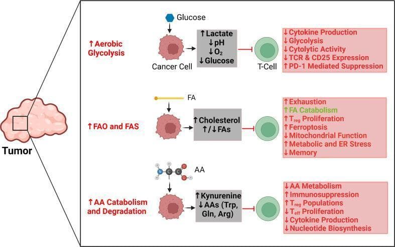 A pathophysiology diagram illustrating the metabolic competition and signaling interactions between cancer cells and T-cells within the tumor microenvironment (TME). The diagram is organized into three horizontal rows corresponding to major metabolic pathways: aerobic glycolysis, lipid metabolism (FAO and FAS), and amino acid (AA) catabolism. In the top row, increased aerobic glycolysis in cancer cells leads to high lactate, low pH, hypoxia, and glucose depletion, which inhibits T-cells, resulting in decreased cytokine production, cytolytic activity, and increased PD-1 expression. The middle row shows how upregulated fatty acid oxidation (FAO) and synthesis (FAS) increase cholesterol and alter fatty acid levels, leading to T-cell exhaustion, ferroptosis, and metabolic/ER stress, while paradoxically supporting FA catabolism and Treg proliferation. The bottom row depicts AA catabolism and degradation (involving Trp, Gln, and Arg), which increases kynurenine levels and suppresses T-cell effector functions (Teff proliferation and cytokine production) while promoting Treg populations. Visual cues include red inhibition arrows and boxes representing immunosuppressive effects, and green text indicating supportive metabolic activities. This educational figure highlights how tumor-driven metabolic reprogramming subverts antitumor immunity.