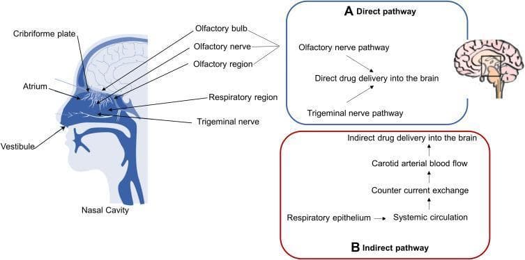 An anatomical and pathophysiological diagram illustrating the nose-to-brain drug delivery pathways. The left side features a sagittal cross-section of the human head, specifically detailing the nasal cavity anatomy. Labeled landmarks include the vestibule, atrium, and respiratory region, as well as the superior olfactory region adjacent to the cribriform plate and olfactory bulb. The diagram highlights two distinct mechanisms of drug transport to the central nervous system (CNS). (A) The 'Direct pathway' (blue box) shows intranasal drugs bypassing the blood-brain barrier (BBB) via the olfactory and trigeminal nerve pathways. (B) The 'Indirect pathway' (red box) describes systemic absorption through the respiratory epithelium into the circulation, involving countercurrent exchange and carotid arterial blood flow to reach the brain. This schematic is designed for pharmacology and neurology education, focusing on therapeutic delivery strategies for neurodegenerative conditions like Alzheimer's disease.