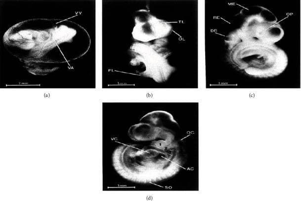 A series of four microphotographs (a-d) documenting the morphological development and organogenesis of a twelve-day-old rat embryo, used as a model for vertebrate embryology. Image (a) depicts the embryo within an intact yolk sac, highlighting the vitelline artery (VA) and vitelline vein (VV) which form the early yolk sac circulation. Images (b), (c), and (d) show the embryo with the yolk sac removed to reveal specific primordial structures. Key anatomical features identified include the telencephalon (TL), olfactory plate (OL), and forelimb bud (FL) in the anterior/cephalic region; the mesencephalon (ME), rhombencephalon (RE), optic primordia (OP), and otic structures (dorsal recess of otocyst, DR; otocyst, OC) in the mid-section; and the primitive heart chambers (atrium commune, AC; ventriculus communis, VC) and posterior somites (SO). The collection illustrates the cephalocaudal progression of development and is intended for educational study of musculoskeletal, neurological, and cardiovascular system initiation during the embryonic period.