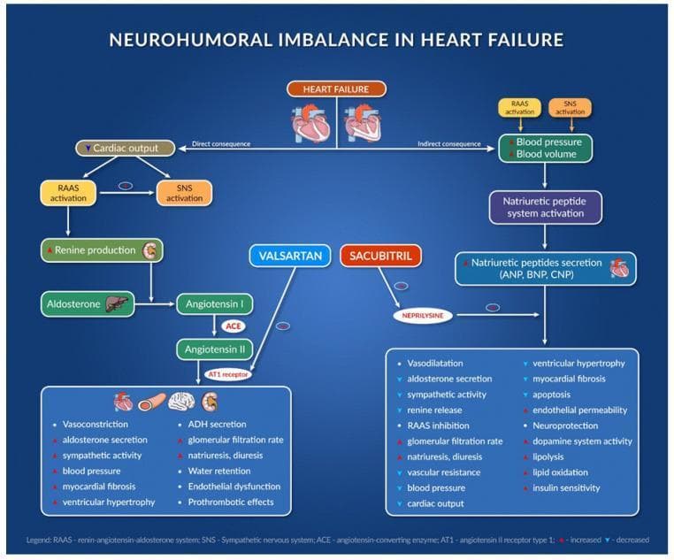 A complex pathophysiology diagram and pharmacological flowchart titled 'Neurohumoral Imbalance in Heart Failure'. It illustrates the interaction between the Renin-Angiotensin-Aldosterone System (RAAS), the Sympathetic Nervous System (SNS), and the Natriuretic Peptide (NP) system in the context of heart failure. The left side of the diagram outlines the RAAS cascade: Renin production leads to Angiotensin I, which is converted to Angiotensin II by ACE, ultimately binding to the AT1 receptor to cause deleterious effects like vasoconstriction, myocardial fibrosis, and water retention. The right side shows the NP system (ANP, BNP, CNP) which promotes diuresis and vasodilation. Centrally, the diagram depicts the pharmacological intervention of the ARNI class: Valsartan (an ARB) inhibiting the AT1 receptor, and Sacubitril (a neprilysin inhibitor) preventing the breakdown of natriuretic peptides. A comparison list at the bottom contrasts the pathological effects of uncontrolled RAAS/SNS activation against the beneficial physiological outcomes of ARNI therapy, including reduced ventricular hypertrophy, increased insulin sensitivity, and improved cardiac output. The diagram uses standard medical icons for the heart, kidneys, and liver to indicate anatomical sites of hormone production and action.