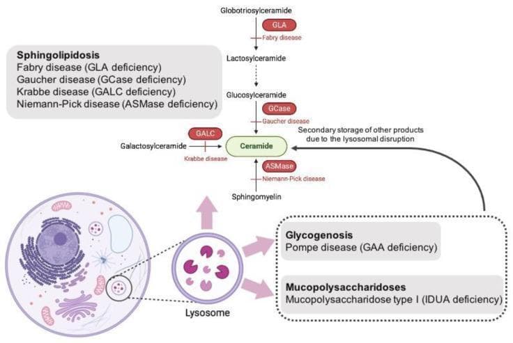 A pathophysiology diagram illustrating the lysosomal metabolic pathways of ceramide and their association with specific lysosomal storage diseases. The central metabolic axis details the conversion of Globotriosylceramide to Lactosylceramide via the enzyme GLA (deficient in Fabry disease), Lactosylceramide to Glucosylceramide, and Glucosylceramide to Ceramide via GCase (deficient in Gaucher disease). Parallel pathways show Galactosylceramide being converted to Ceramide by GALC (deficient in Krabbe disease) and Sphingomyelin being converted by ASMase (deficient in Niemann-Pick disease). The diagram includes a cellular illustration featuring a magnified lysosome to contextualize these processes within the organelle. Additional boxes categorize related metabolic disorders: Sphingolipidosis (Fabry, Gaucher, Krabbe, Niemann-Pick), Glycogenosis (Pompe disease/GAA deficiency), and Mucopolysaccharidoses (MPS Type I/IDUA deficiency). An arrow suggests that lysosomal disruption from glycogen or mucopolysaccharide accumulation can lead to secondary storage of products influencing the ceramide pathway. This educational visual is designed for medical genetics and biochemistry to explain enzyme-substrate relationships in sphingolipid metabolism.