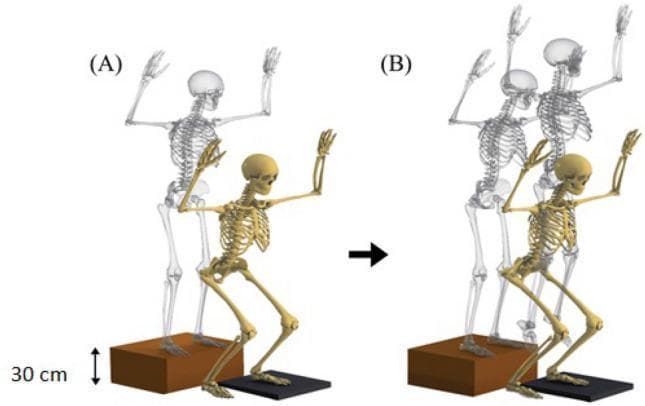 This medical illustration depicts the biomechanics of a vertical drop jump (VDJ) using skeletal models to demonstrate musculoskeletal kinetics. Figure (A) illustrates the 'drop phase,' where the skeleton transitions from a 30 cm box to a landing platform. The model shows significant hip flexion, knee flexion, and ankle dorsiflexion, representing the eccentric loading phase upon initial contact. Figure (B) depicts the subsequent 'vertical jump phase' after landing. It shows the transition to an explosive concentric movement, characterized by rapid extension of the spine, hips, and knees, along with plantar flexion of the ankles. In both phases, the upper limbs are abducted and raised, a technique used to avoid obstructing anatomical markers during motion analysis. Translucent ghost images provide a visual timeline of the skeletal trajectory. This diagram is utilized in sports medicine and physiotherapy to analyze dynamic knee valgus (DKV), joint moments, and injury risk factors like ACL strain during high-impact athletic maneuvers.