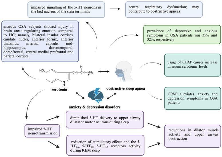 A medical infographic and pathophysiology diagram illustrating the bidirectional relationship between Obstructive Sleep Apnea (OSA), psychiatric comorbidities (anxiety and depression), and serotonin (5-HT) neurotransmission. The central visual elements include a chemical structure of serotonin and a sagittal head icon showing the upper airway. Key pathways include: 1) Pathophysiological mechanism where impaired 5-HT neurotransmission and reduced stimulatory effects on 5-HT2A, 5-HT2C, and 5-HT1A receptors during REM sleep lead to diminished upper airway dilator muscle activity and obstruction. 2) Neural injury patterns in anxious OSA subjects, highlighting damage in the bilateral insular cortices, caudate nuclei, anterior fornix, thalamus, internal capsule, hippocampus, and prefrontal/parietal cortices. 3) Clinical data indicating a prevalence of depressive and anxious symptoms at 35% and 32% respectively in OSA patients. 4) Therapeutic impact, showing that Continuous Positive Airway Pressure (CPAP) usage increases serum serotonin levels, subsequently alleviating comorbid psychiatric symptoms. This diagram serves as an educational summary of neurobiological changes and treatment responses in the context of sleep-disordered breathing and mood disorders.