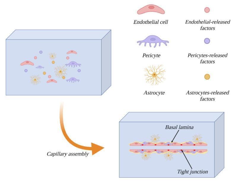 This medical illustration depicts a three-dimensional extracellular matrix (3D-ECM) model illustrating the capillary assembly process and the cellular components of the Blood-Brain Barrier (BBB). The diagram is divided into stages: an initial state where individual cell types are suspended in a gel-like matrix, and a final assembled state. The primary cell types shown include pink elongated endothelial cells, purple branched pericytes, and yellow star-shaped astrocytes. Accompanying each cell type are their respective secreted signaling factors (red, purple, and yellow spheres). The second stage, labeled 'Capillary assembly,' demonstrates the structural organization of these components into a functional microvessel. In the assembled capillary, endothelial cells form the luminal lining connected by tight junctions. A surrounding basal lamina is visible, with pericytes situated in direct contact with the endothelial surface. Astrocytes extend their end-feet processes to wrap around the exterior of the capillary. This model highlights the importance of the microenvironment and intercellular communication in angiogenesis and barrier integrity for neurovascular research.