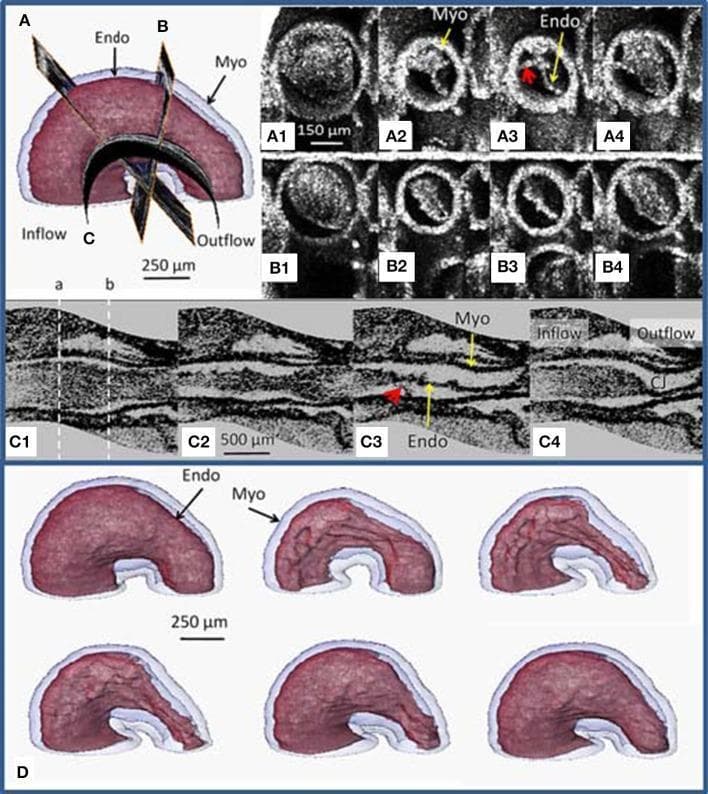 This composite image presents Optical Coherence Tomography (OCT) imaging and 3D surface renderings of a stage 13 embryonic avian heart (quail model), illustrating early cardiac looping and structural dynamics. The visual content is organized into four sections. Section A/B shows a 3D model with cross-sectional planes and corresponding time-sequence OCT slices (A1-A4 and B1-B4) that demonstrate the heart tube's eccentric deformation during the cardiac cycle; red arrows highlight tether-like connections between the myocardium (Myo) and endocardium (Endo). Section C1-C4 displays curved longitudinal OCT slices through the center of the heart tube, revealing non-uniform tissue morphology, scalloped endocardial cushions, and the spatial relationship between the inflow and outflow tracts. Section D features segmented 3D surface renderings of the myocardium (blue) and endocardium (red) at different stages of contraction, showing the endocardium folding into longitudinal ridges. This content is designed for developmental cardiology and embryology education, focusing on the mechanical relationship between tissue layers and cardiac jelly redistribution during early heart development.