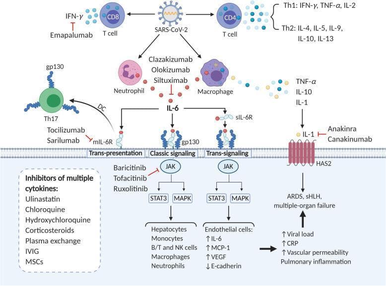 A pathophysiology diagram illustrating the immune cascade and Cytokine Release Syndrome (CRS) in COVID-19, alongside therapeutic targets. The process begins with SARS-CoV-2 infection, activating CD8+ T cells (producing IFN-γ), CD4+ T cells (Th1/Th2 cytokines), neutrophils, and macrophages. The latter release TNF-α, IL-10, IL-1, and predominantly IL-6. IL-6 signaling is detailed through three pathways: Trans-presentation (mIL-6R on dendritic cells to Th17 cells), Classic signaling (mIL-6R on hepatocytes and myeloid cells), and Trans-signaling (sIL-6R complexing with gp130 on endothelial cells). All three converge on JAK-STAT3 and JAK-MAPK intracellular pathways. Pathological outcomes include increased vascular permeability, pulmonary inflammation, ARDS, sHLH, and multi-organ failure. Therapeutic interventions shown include specific monoclonals (e.g., Tocilizumab, Anakinra, Emapalumab), JAK inhibitors (Baricitinib, Ruxolitinib), and broader immunomodulators (corticosteroids, chloroquine, plasma exchange). The diagram serves as an educational tool for understanding hyperinflammation mechanisms and the pharmacological rationale for treating severe COVID-19 complications.