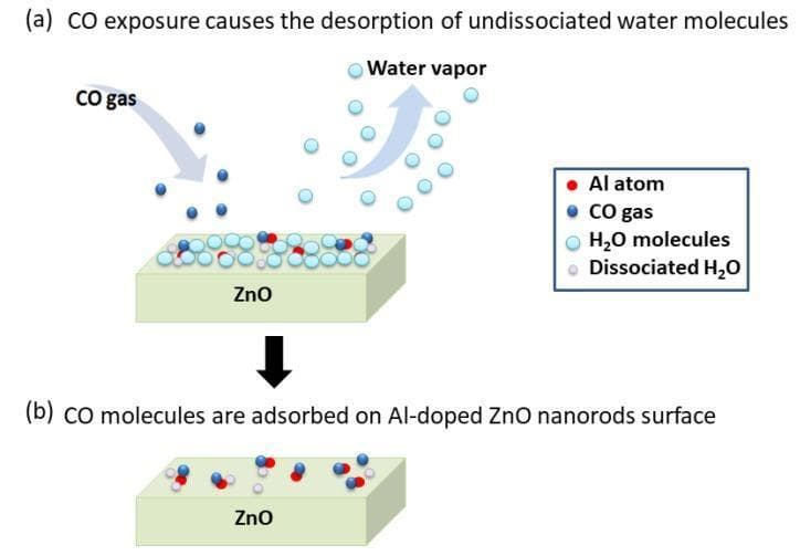 A two-part pathophysiology diagram (labeled a and b) illustrating the chemical sensing mechanism of an Aluminum (Al)-doped Zinc Oxide (ZnO) nanorod-coated microcantilever surface for Carbon Monoxide (CO) detection.
Panel (a) depicts the initial state under ambient humidity where the ZnO surface is heavily coated with adsorbed H2O molecules (light blue) and dissociated H2O (light gray), alongside Al-doping atoms (red). As CO gas molecules (dark blue) approach the surface, a competitive desorption process is initiated, shown by an arrow representing water vapor leaving the slab.
Panel (b) shows the displaced state where undissociated water molecules have been largely replaced by CO molecules, which preferentially adsorb at the Al-doped sites. The educational focus is on the mass-change detection principle: because the total mass of adsorbed CO is lighter than the displaced water vapor layers, the microcantilever's resonant frequency increases, allowing for sensitive environmental gas monitoring and clinical toxicology applications.