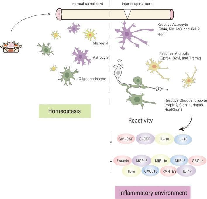 This pathophysiology diagram summarizes the molecular and cellular changes following spinal cord injury (SCI). The illustration is divided into two sections: 'normal spinal cord' (Homeostasis) and 'injured spinal cord' (Reactivity). In the normal state, microglia, astrocytes, and oligodendrocytes are shown with small, branched morphologies. In the injured state, these cells transition into activated forms: 'Reactive Astrocyte' (marked by Cd44, Slc16a3, Ccl12), 'Reactive Microglia' (Gpr84, B2M, Trem2), and 'Reactive Oligodendrocyte' (Hapln2, Cldn11, Hspa8, Hsp90ab1), characterized by enlarged bodies and irregular processes. The lower portion details the dysregulated inflammatory environment. Factors promoting recovery (GM-CSF, G-CSF, IL-10, IL-13) are shown with downward arrows, indicating downregulation. Factors hindering repair (Eotaxin, MCP-3, MIP-1α, MIP-2, GRO-α, IL-α, CXCL10, RANTES, IL-17) are shown with upward arrows, indicating upregulation. The diagram effectively illustrates the cellular activation and cytokine imbalance that characterize the acute inflammatory phase of SCI, providing educational context for secondary injury mechanisms.