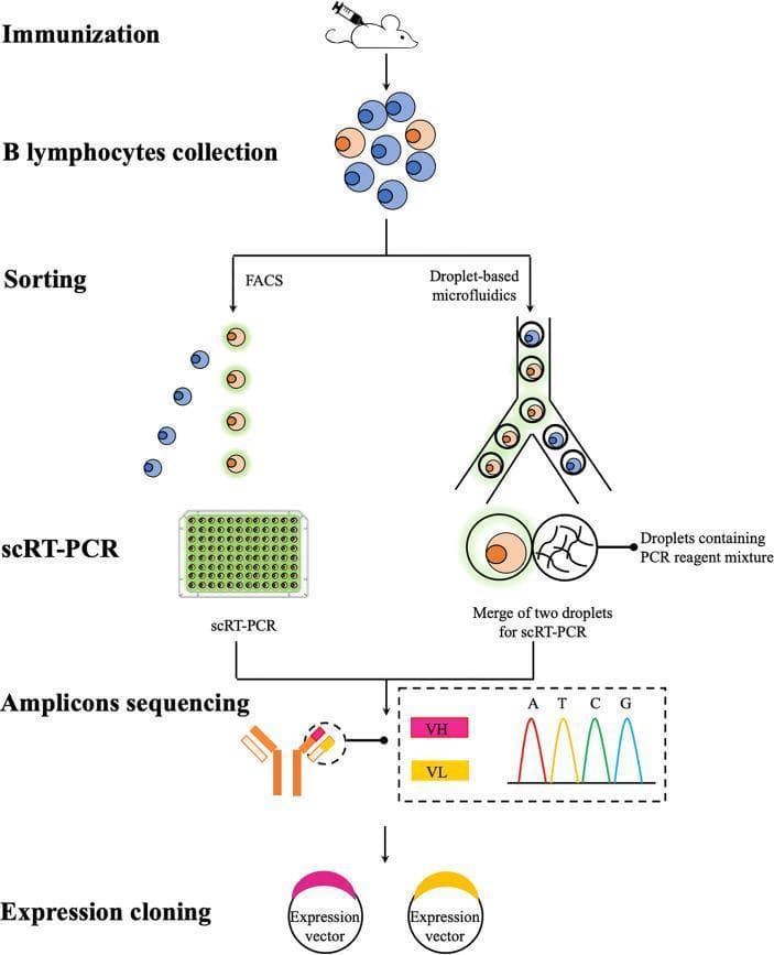 A flow diagram illustrating the experimental workflow for recombinant monoclonal antibody (mAb) production, comparing Fluorescence-Activated Cell Sorting (FACS) and droplet-based microfluidics. The process begins with 'Immunization' of a mouse model, followed by 'B lymphocytes collection' (splenocytes/plasmablasts). The 'Sorting' stage contrasts two high-throughput methods: FACS, which sorts individual cells into multi-well plates for single-cell RT-PCR (scRT-PCR), and droplet-based microfluidics, which encapsulates single cells in aqueous droplets for merger with PCR reagent droplets. The workflow converges at 'Amplicons sequencing,' highlighting the amplification of paired heavy (VH) and light (VL) chain variable regions, illustrated by an antibody diagram and a DNA sequencing chromatogram (A, T, C, G peaks). The final stage is 'Expression cloning,' depicting the integration of sequenced VH and VL genes into expression vectors for mAb production in various systems. This schematic serves as an educational resource for immunology and biotechnology, specifically focusing on single-cell technologies and antibody discovery campaigns.