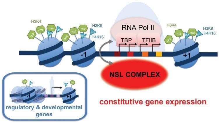 A pathophysiology diagram illustrating the molecular mechanisms of transcriptional regulation in Drosophila, specifically contrasting constitutive (housekeeping) genes with regulatory and developmental genes. The primary illustration depicts a housekeeping gene promoter characterized by a dispersed transcription start site (TSS) with multiple initiation points. Key components include the NSL complex, which facilitates the recruitment of the Pre-Initiation Complex (PIC), consisting of RNA Polymerase II, TBP, and TFIIB. The DNA is wrapped around nucleosomes labeled -1 and +1, showing enrichment of specific epigenetic marks: histone methylations (H3K4me2/3, represented by green 'me' hexagons) and acetylations (H3K9ac and H4K16ac, represented by blue 'ac' triangles). Core promoter elements like DRE, E-box, and motif 1 are shown as colored squares along the DNA. An inlay compares this to 'regulatory & developmental genes,' which feature a more compact nucleosome configuration, a focused TSS, and a characteristic TATA-box promoter element, demonstrating how promoter architecture dictates transcriptional recruitment strategies.