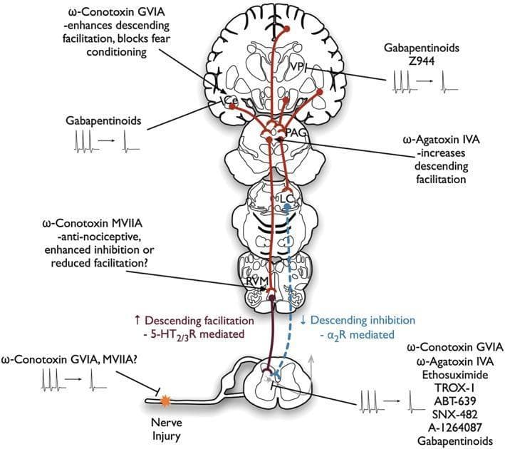 This medical schematic diagram illustrates the descending pain neuraxis and the pharmacological sites of action for various calcium channel modulators. The central nervous system structures are depicted in a vertical hierarchy: cerebral cortex (VPL and Ce labels), periaqueductal gray (PAG), locus coeruleus (LC), rostral ventromedial medulla (RVM), and the spinal cord dorsal horn. Descending pathways are shown as solid red lines (facilitatory) and dashed blue lines (inhibitory). A peripheral 'Nerve Injury' site is shown entering the spinal cord. Key pharmacological interventions are annotated with their anatomical targets: Gabapentinoids and Z944 are shown acting on the VPL, amygdala (Ce), and spinal cord, with electrophysiological waveforms demonstrating reduced neuronal firing. Various peptide toxins like w-Conotoxin GVIA, w-Conotoxin MVIIA (targeting CaV2.2), and w-Agatoxin IVA (targeting CaV2.1) are mapped to specific regions like the PAG, RVM, and primary afferents to illustrate their roles in modulating descending facilitation or inhibition. The diagram serves as a map for understanding how high-frequency neuronal firing in neuropathic pain states is mitigated by state-dependent and state-independent calcium channel blockers.