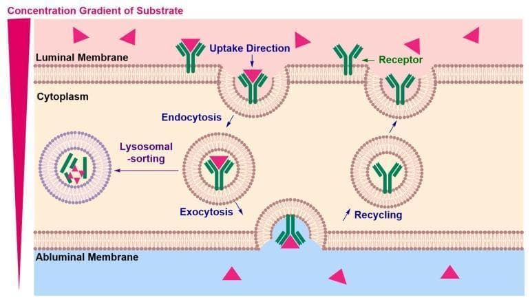 A medical pathophysiology diagram illustrating the mechanism of receptor-mediated transcytosis (RMT) across a vascular endothelial cell, such as the blood-brain barrier. The process is initiated at the luminal membrane where a substrate (red triangles) binds to a specific Y-shaped receptor (green). This triggers endocytosis, involving membrane invagination and the formation of an intracellular endosome containing the receptor-cargo complex. The diagram shows two potential pathways for the endosome: lysosomal sorting, leading to cargo degradation, or exocytosis at the abluminal membrane to release the cargo into the interstitial space. Following release, the receptor is shown undergoing a recycling process back to the luminal membrane for subsequent use. A visual concentration gradient is depicted on the left, indicating that transport typically occurs down the concentration gradient from the luminal to the abluminal side. This visual is relevant for understanding targeted drug delivery and nutrient transport mechanisms into the central nervous system.