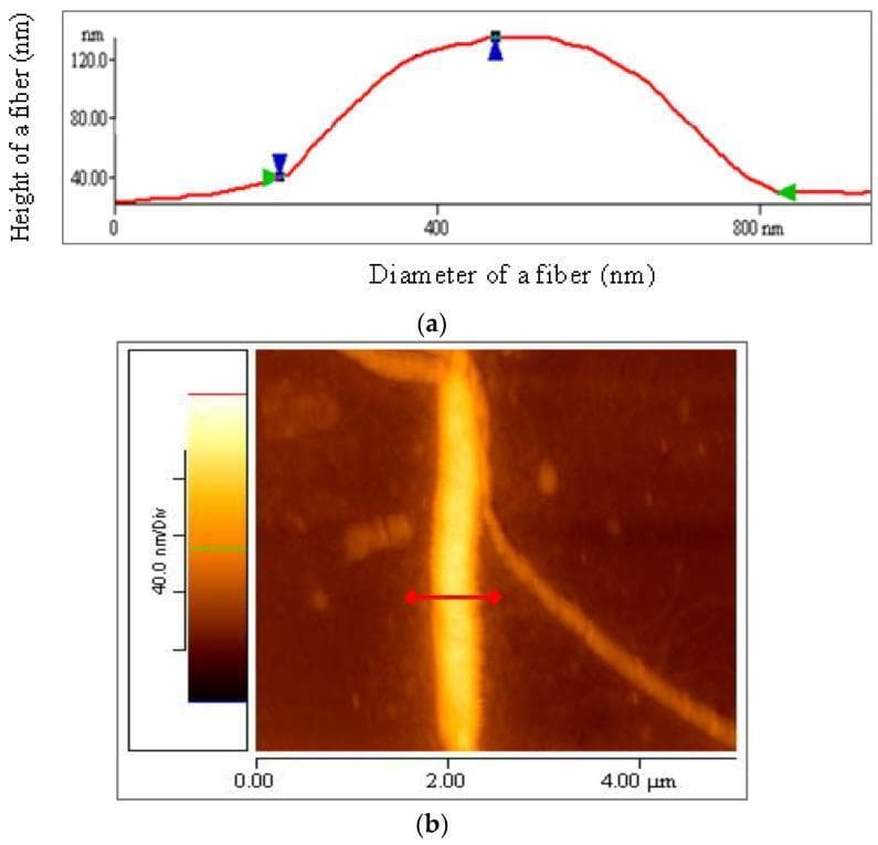 This composite educational graphic details the Atomic Force Microscopy (AFM) analysis of human elastin fiber morphology. Panel (b) presents a 2D topographic AFM image (5 x 5 μm scale) showing a prominent, vertically oriented elastin fiber against a darker background. The fiber appears bright yellow-white, indicating higher elevation on the 40.0 nm/Div color scale. A red horizontal line indicates the cross-sectional measurement path. Panel (a) shows the corresponding quantitative profile plot derived from that measurement. The y-axis represents the height of the fiber in nanometers (reaching a peak of approximately 120 nm), while the x-axis measures the diameter (spanning roughly 800 nm). Blue markers (triangles) define the vertical height measurement, and green markers denote the horizontal diameter width. This content illustrates the self-assembly of elastin from nanofibrils into larger fibers, providing key metrics for connective tissue research and biomedical engineering.