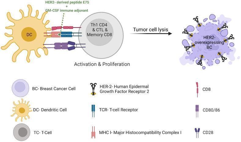 This pathophysiology diagram illustrates the mechanism of action of a HER2-positive breast cancer vaccine (Nelipepimut-S). The process is depicted in three main stages: antigen presentation, T-cell activation, and tumor cell lysis. On the left, a Dendritic Cell (DC) presents the HER2-derived peptide E75 and GM-CSF adjuvant via Major Histocompatibility Complex (MHC) Class I. This complex interacts with the T-cell Receptor (TCR) on a T-cell (TC). Costimulatory signaling is indicated by the interaction between CD80/86 on the DC and CD28 on the TC, supported by CD8. This interaction triggers the 'Activation & Proliferation' of diverse T-cell subtypes, including Th1 CD4, Cytotoxic T Lymphocytes (CTL), and Memory CD8 cells. On the right, the activated effector T-cells target a HER2-overexpressing Breast Cancer (BC) cell, leading to 'Tumor cell lysis.' The diagram uses a legend to identify key molecules: HER-2 (Human Epidermal Growth Factor Receptor 2), TCR, MHC I, CD8, CD80/86, and CD28. This visual represents an immunotherapy strategy designed to induce a specific and durable anti-tumor immune response in HER2-positive malignancies.