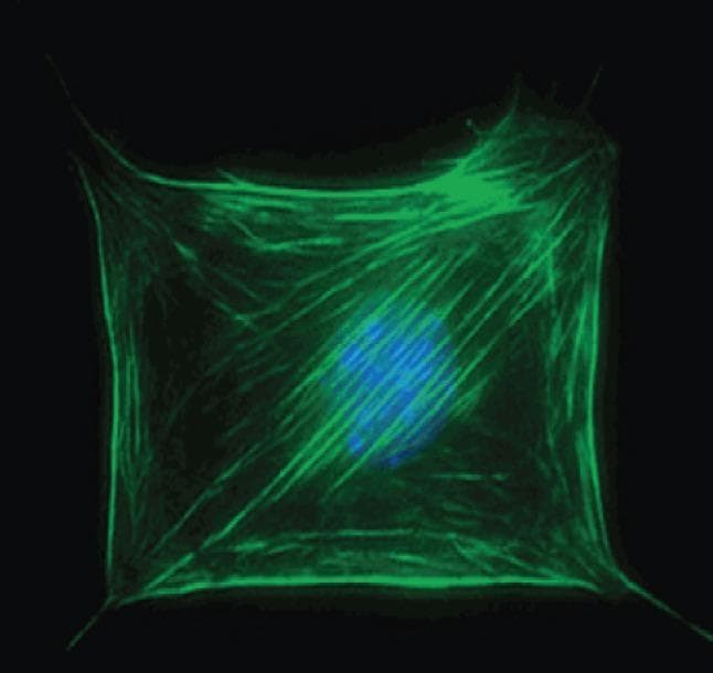This diagnostic fluorescence microscopy image displays the internal structural organization of a single human cell, specifically illustrating the cytoskeleton and nuclear arrangement. A prominent blue-stained central region identifies the cell nucleus, likely visualized using a DNA-specific fluorophore like DAPI. Surrounding and overlapping the nucleus is a dense network of green filamentous structures, representing actin stress fibers or microtubules highlighted via immunofluorescence. These filaments are organized in a complex, mesh-like web that extends toward the cell periphery, where they converge at focal adhesion points, giving the cell a characteristic quadrilateral, stretched morphology. The orientation of the fibers varies from parallel bundles to crisscrossing patterns, reflecting the cell's mechanical tension and its interaction with the underlying substrate. This visual represents a key concept in cell biology and surface science: how cells adhere to and perceive their environment, which is critical for studying tissue engineering, biomaterials, and cellular mechanotransduction.