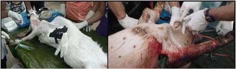 This composite of two clinical photographs illustrates the use of live animal models for advanced trauma life support training. The left image shows a goat model in the supine position being used for a cricothyroidotomy simulation; medical personnel are visible performing an incision on the anterior neck, where a black stabilization device is placed to represent the surgical airway site. The right image shows a pig model used for a chest tube thoracostomy procedure. Visible elements include an incision in the lateral thoracic wall with significant blood present, and a chest tube being manipulated by gloved personnel. These models are used in medical education to teach emergency interventions for upper airway obstruction, hemothorax, and tension pneumothorax when human cadaveric or high-fidelity synthetic simulators are unavailable. The educational focus is on identifying anatomical landmarks, surgical technique, and clinical management of life-threatening respiratory injuries in a trauma context.