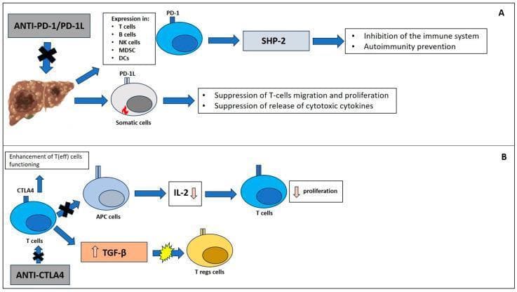 This medical illustration depicts two major immune checkpoint pathways, PD-1/PD-L1 and CTLA-4, in the context of cancer immunology and immunotherapy. Section A illustrates the PD-1/PD-L1 pathway, showing a tumor-burdened liver associated with the expression of PD-1 in various immune cells including T cells, B cells, NK cells, MDSC, and DCs. This signaling involves the tyrosine phosphatase SHP-2, leading to the inhibition of the immune system and prevention of autoimmunity. Simultaneously, PD-L1 expression on somatic cells is shown to suppress T-cell migration, proliferation, and the release of cytotoxic cytokines. Section B details the CTLA-4 pathway, demonstrating how CTLA-4 expression on T cells interacts with Antigen-Presenting Cells (APCs), resulting in decreased IL-2 levels and subsequent inhibition of T-cell proliferation. It also shows the role of CTLA-4 in stimulating TGF-β, which influences Regulatory T cells (Tregs). The diagram highlights the clinical application of Anti-PD-1/PD-L1 and Anti-CTLA-4 therapies (Immune Checkpoint Inhibitors) in enhancing effector T-cell function (T(eff)) for treating malignancies such as hepatocellular carcinoma (HCC).