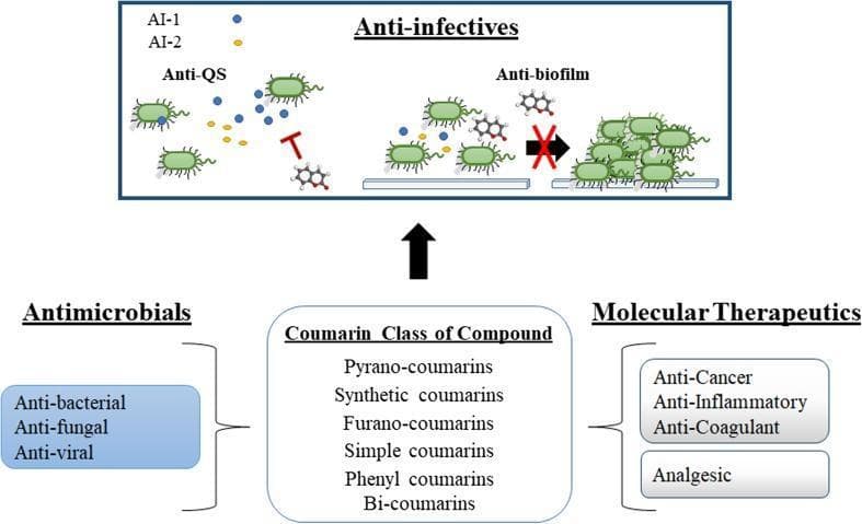 This medical pathophysiology diagram illustrates the multi-functional pharmacological properties of the coumarin class of compounds, focusing on their role as anti-infectives. The schematic is divided into two primary sections: a broad classification of coumarin types and their therapeutic applications, and a detailed mechanistic view of their anti-infective properties. The lower half categorizes coumarins into various structural types (pyrano-coumarins, synthetic, furano-coumarins, etc.) and links them to 'Antimicrobials' (anti-bacterial, anti-fungal, anti-viral) and 'Molecular Therapeutics' (anti-cancer, anti-inflammatory, anti-coagulant, analgesic). The upper section details the 'Anti-infective' mechanism, specifically highlighting 'Anti-QS' (quorum sensing) and 'Anti-biofilm' activities. In the 'Anti-QS' portion, coumarin structures are shown inhibiting signaling molecules AI-1 (blue) and AI-2 (yellow), represented by T-bar inhibition icons between bacteria. In the 'Anti-biofilm' portion, a red cross over a transition arrow signifies the inhibition of individual bacterial cells aggregating into a multicellular biofilm structure. This educational infographic summarizes how coumarins act as non-toxic modulators of microbial behavior by disrupting cell-to-cell communication and structural development in pathogens.