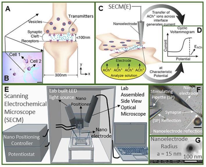 Educational scientific illustration and clinical micrograph set detailing cholinergic neurotransmission and its measurement via scanning electrochemical microscopy (SECM). (A) Pathophysiology diagram of a synapse showing a <100nm synaptic cleft, neurotransmitter vesicles, and postsynaptic receptors. (B) Light micrograph of cultured Aplysia ganglion neurons (Cell 1 and Cell 2). (C, D) Schematic of a nanoITIES pipette electrode and associated cyclic voltammogram demonstrating acetylcholine (ACh+) detection through ion transfer across a nanoscale interface. (E) Diagram of the experimental SECM setup, including a nano-positioning controller, potentiostat, and side-view optical microscope. (F) Real-time optical microscope image showing the spatial orientation of a stimulating pipette and nanoelectrode relative to a target synapse. (G) High-resolution scanning electron microscope (SEM) image of the nanoelectrode tip with a 15 nm radius. The composite illustrates high-precision electrochemical monitoring of neurotransmitter release dynamics at the single-synapse level, relevant to neurophysiology and diagnostic imaging research.