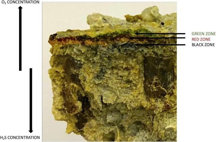 This clinical specimen photograph displays a cross-section of a microbial mat, illustrating the stratification of biological communities based on environmental gradients. The image demonstrates three distinct colored zones: a superficial Green Zone, an intermediate Red Zone, and a deep Black Zone. To the left, vertical arrows indicate chemical gradients, showing that oxygen (O2) concentration is highest at the top (surface) and decreases with depth, while hydrogen sulfide (H2S) concentration increases toward the bottom. This anatomical arrangement reflects the metabolic niches of the organisms present: the green layer is dominated by oxygenic phototrophs (cyanobacteria and algae) where O2 is abundant; the red layer contains anoxygenic phototrophs; and the black layer represents the anaerobic zone dominated by sulfate-reducing bacteria. This visual serves as a pathophysiology diagram for understanding microbial ecology, redox gradients, and the transition from aerobic to anaerobic environments in specialized biological niches.