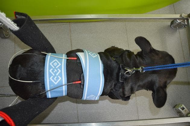 A clinical photograph taken from a dorsal view showing a patient (canine model) undergoing interferential electrical stimulation (IES) for pain management. The image demonstrates the precise electrode placement for dual-channel stimulation over the spinal column. Four rubber and carbon electrodes are secured in a quadripolar, crossed configuration (90-degree intersection) using two light blue elasticated bands. This arrangement is designed to deliver a modulated frequency at the site of spinal hyperesthesia. The patient is positioned in a postural standing stance supported by an underwater treadmill frame, which serves as a functional neurorehabilitation (FNR) device. Assistive features include a padded frontal support for the forelimbs and a leash for stabilization. The setup illustrates a segmental technique used in clinical physical therapy and rehabilitation to address musculoskeletal or neurological pain through biphasic, symmetric continuous current.